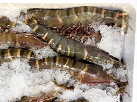 giant tiger prawn penaeus monodon delicacy assortment 440nw 16180876q giant tiger prawn penaeus monodon delicacy assortment 440nw 16180876q
