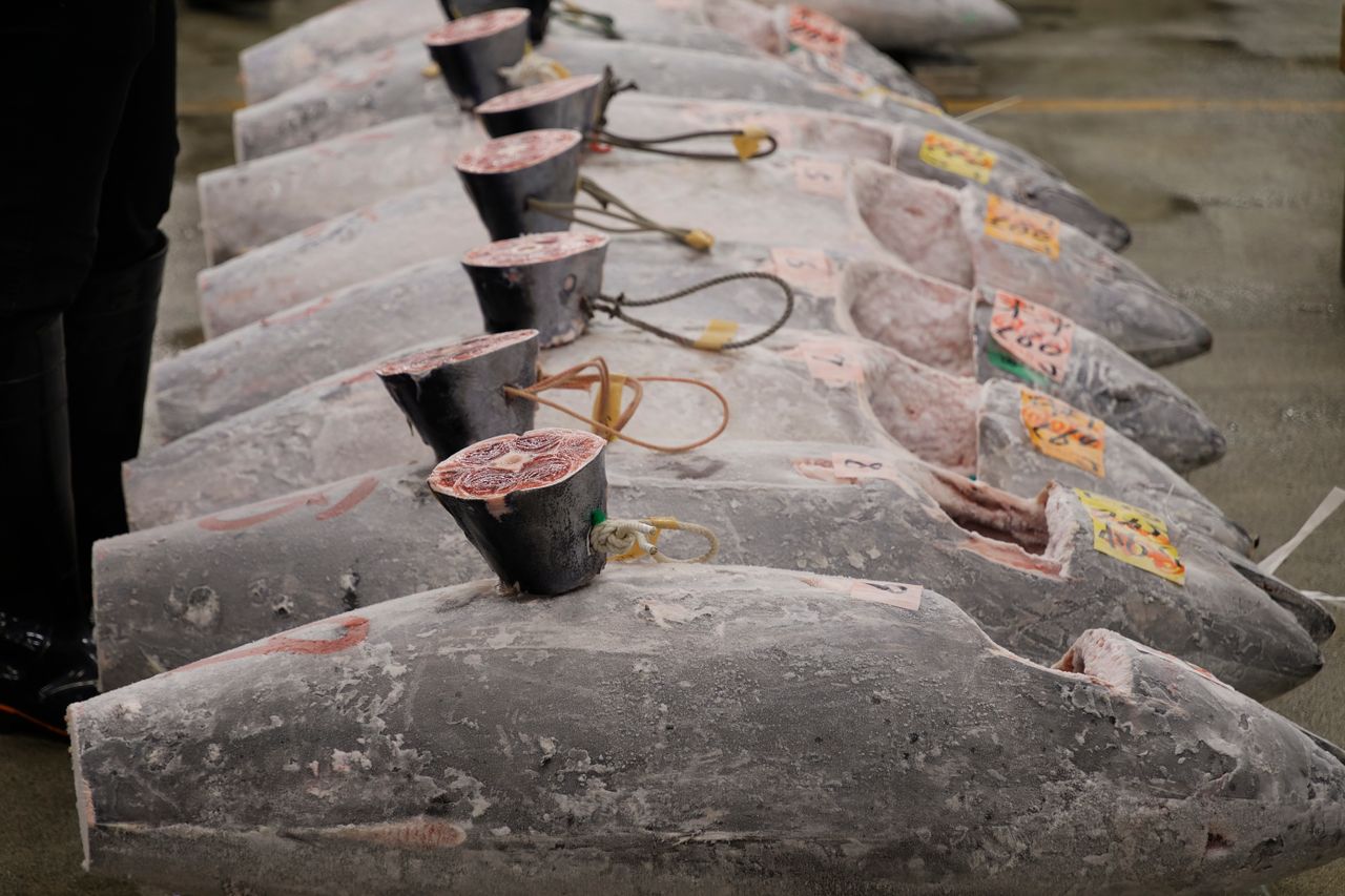 Products Freshly frozen tuna lined up for auction at a fish market in Tokyo, Japan.