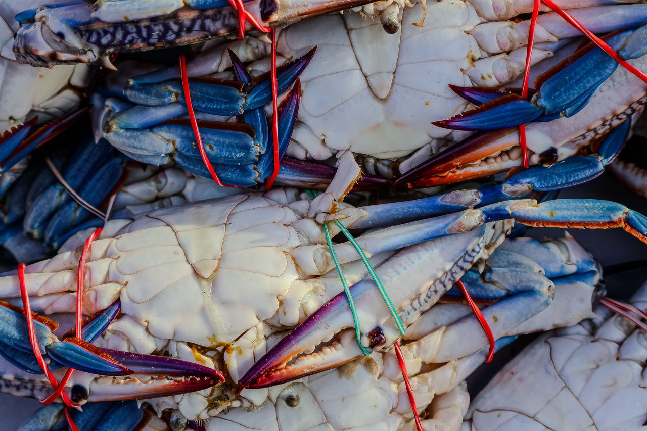 Close-up of freshly caught blue crabs tied with colored strings. Vibrant seafood display.